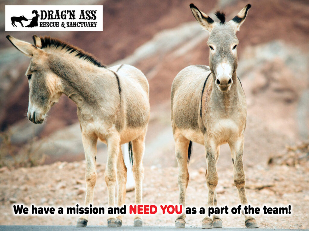 Drag’N Ass Rescue and Sanctuary was founded with a simple yet profound mission: to rescue, rehabilitate, and provide sanctuary for donkeys in distress.