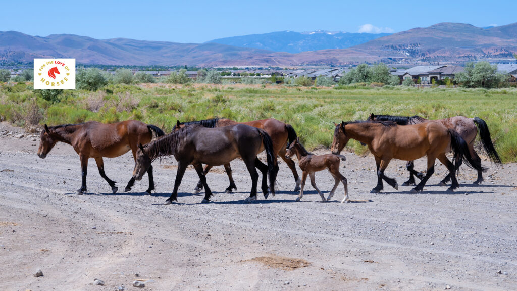 Hearts Alive Village Horse Rescue embodies the belief that every life holds value, and every being deserves a chance to flourish. Their work is a powerful testament to the impact a dedicated community can have when united by a common purpose: to uplift, protect, and heal.