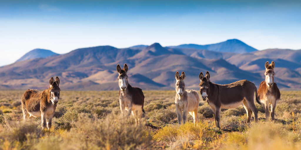 L.E.A.N. operates with a clear and compassionate mission: “To recover, rehabilitate and rehome horses confiscated by the Animal Control agencies in Clark County, Nevada while educating and assisting the community to own horses responsibly.” This mission forms the bedrock of their daily operations, addressing a critical need within the community.