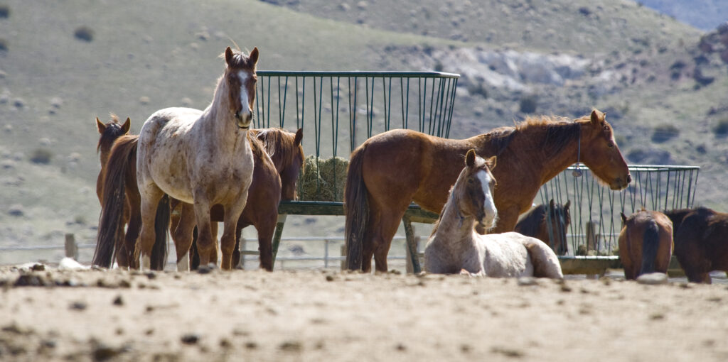 The Northern Nevada Correctional 
Center Wild Horse Training Facility