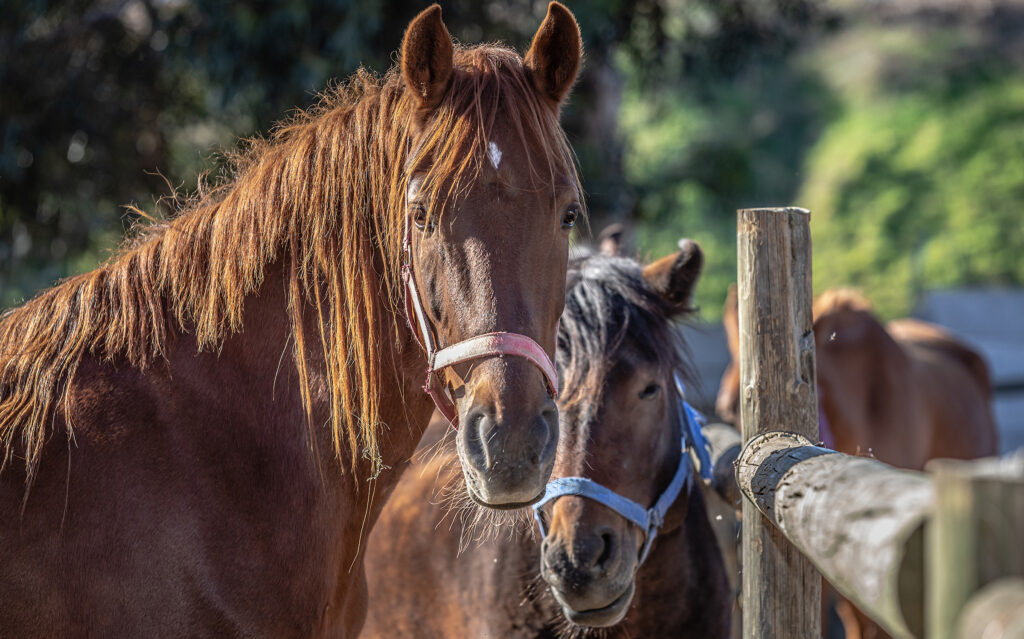 The Nevada Horse Rescue Group Directory steps in to simplify this critical network. It acts as a centralized hub, listing legitimate and active horse rescue organizations operating throughout the state. This directory is more than just a list of names; it’s a gateway designed to facilitate connection and support for equine welfare.