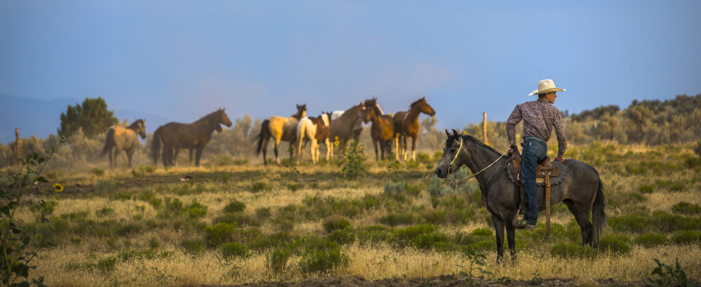 The Virginia Range Wildlife Protection Association (VRWP) stands as a dedicated advocate for the welfare and preservation of wildlife within Nevada's historic Virginia Range.