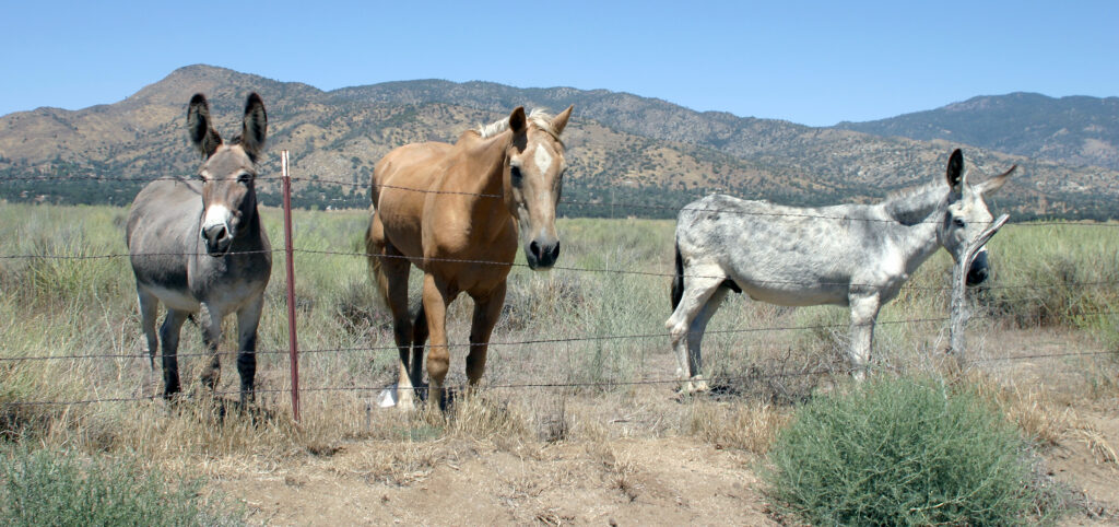 Wild Horse Rescue of Nevada, is an organization dedicated to ensuring these incredible creatures continue to thrive, wild and free.